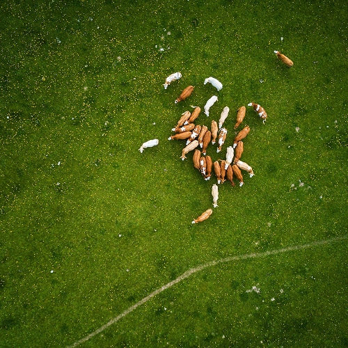 IMG_4